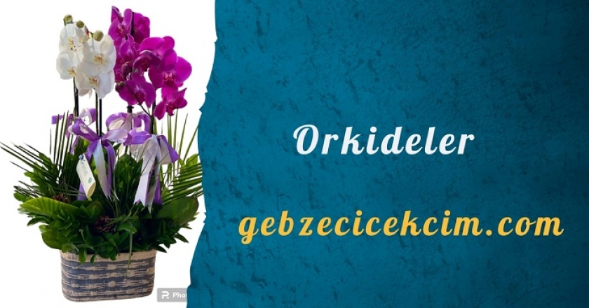 orkide,