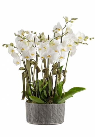Saksıda Beyaz Orkide