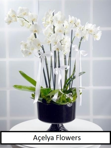 Beyaz Orkide Aranjmanı