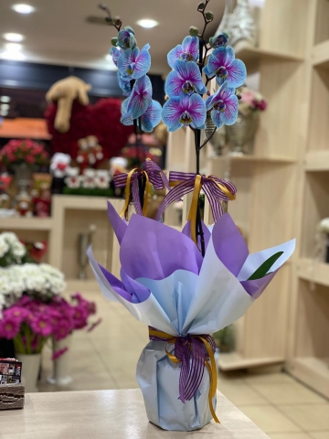 Mavi Gökkuşağı Orkide